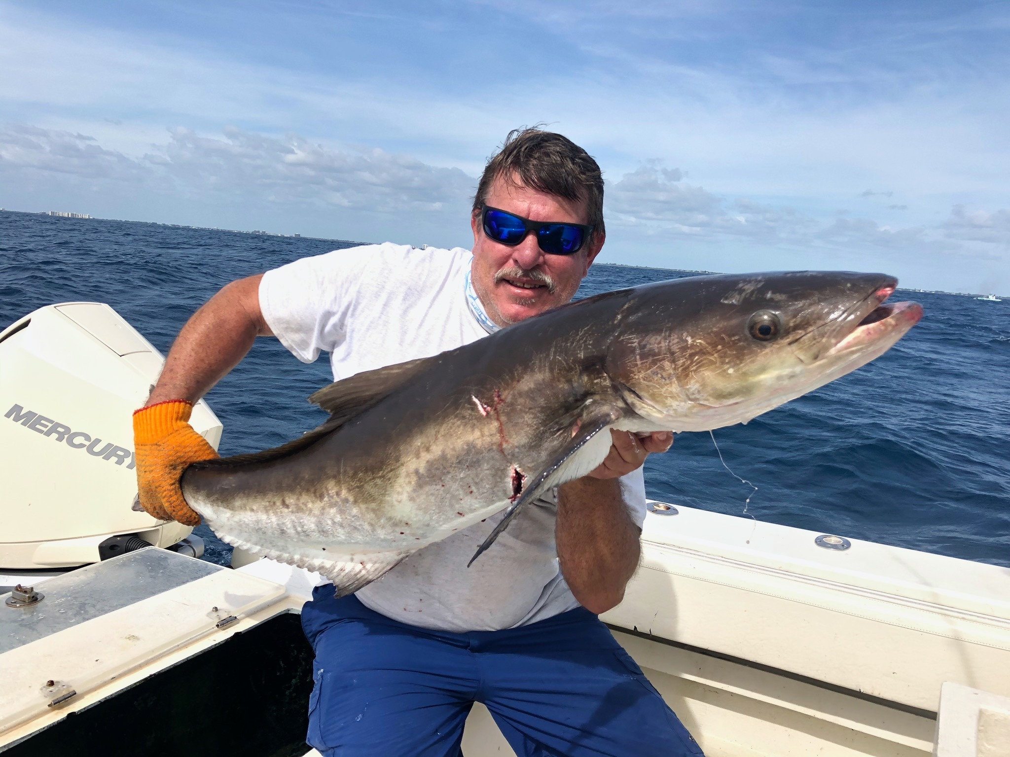 Cobia