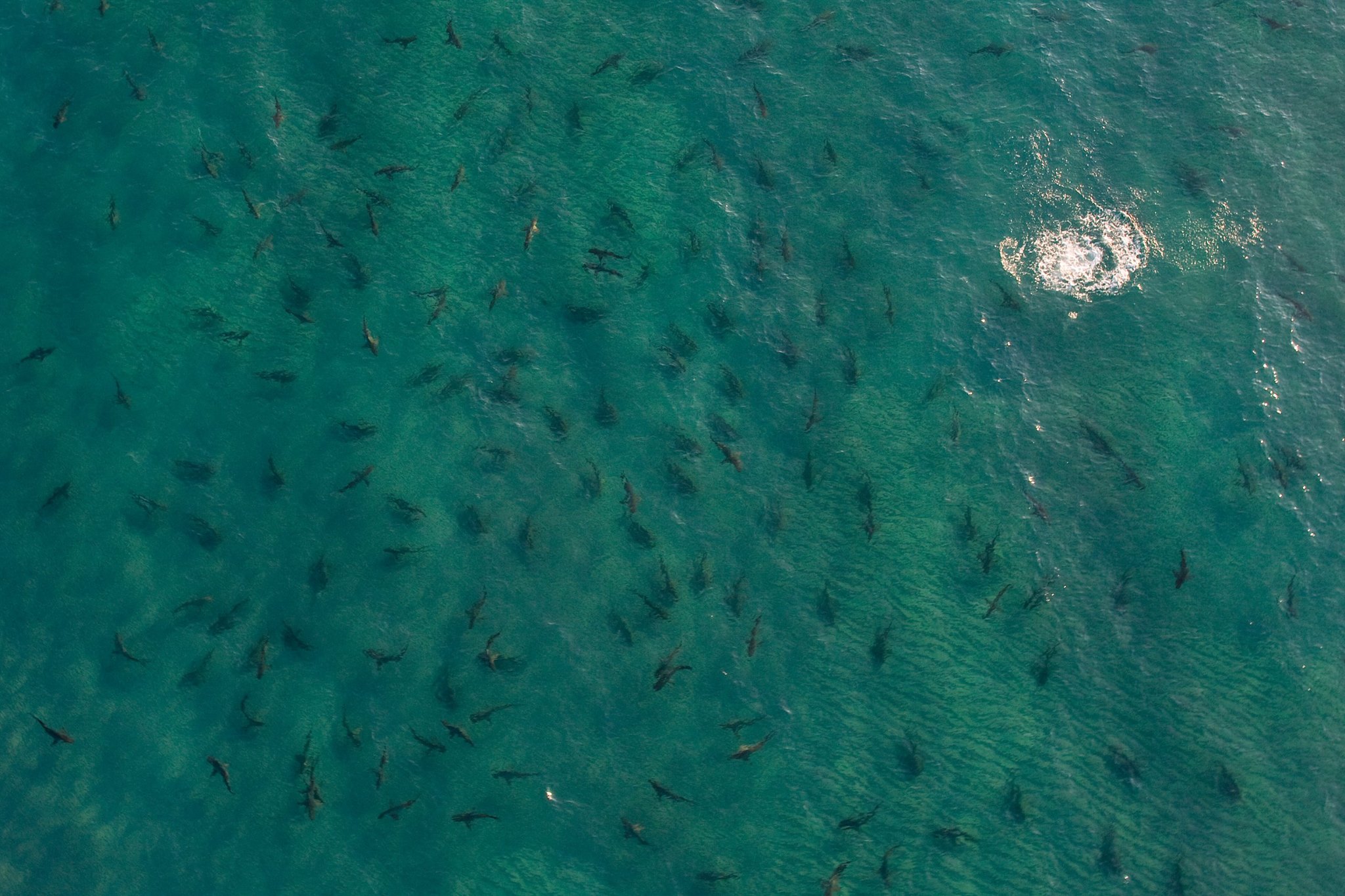 Many Sharks