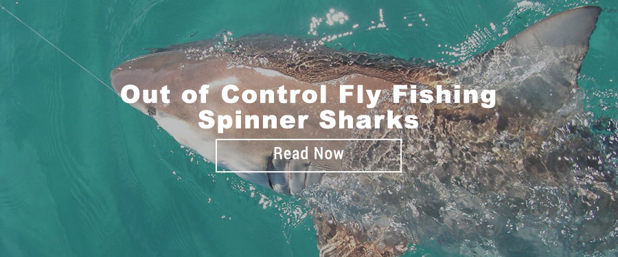 Fly Fishing for Spinner Sharks